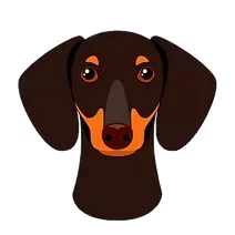 Dachshund